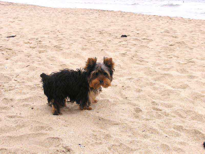 1030Nemo_at_the_beach04_copy