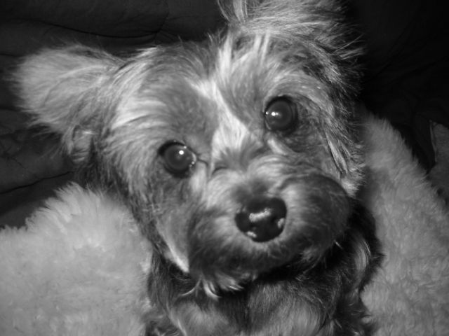 1067zoey_head_shot