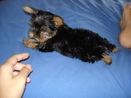 10weeks