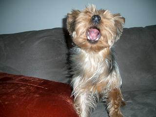 1133yawn_