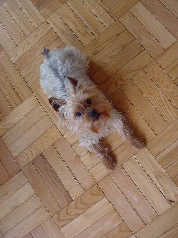 1175Honey_floor