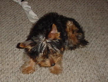 1179Romeo_laying_down