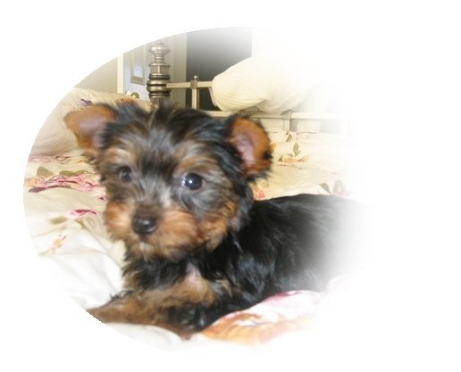 12-15-05_BABY_YORKIE_1