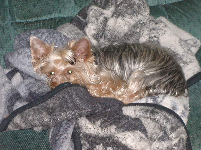 12-3-08_Winston_Hiding_In_Covers