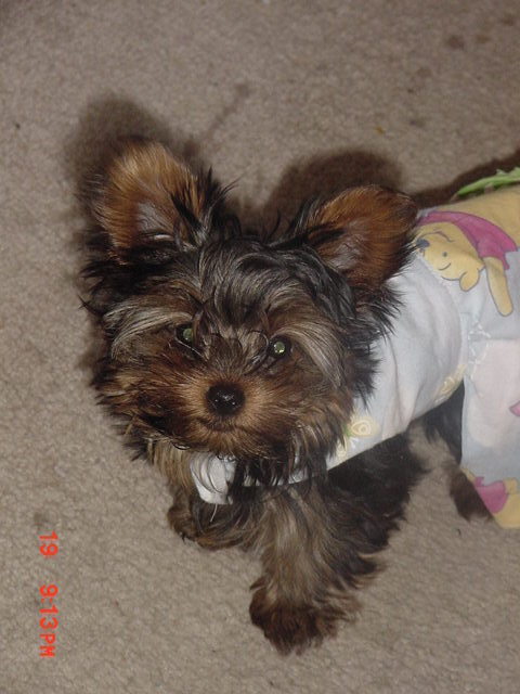 1240Bridget_and_Boomer_003