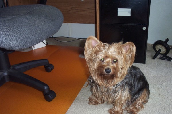 127maceys_puppies_012_600_x_400_