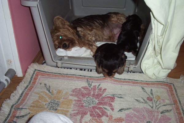 127maceys_puppies_03-16-05_013_600_x_400_