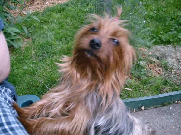 1328Scrappy-Doo_1_600_x_450_