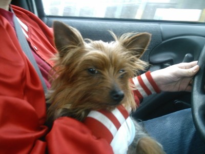 1328scrappy_helping_mom_drive_3-2005_400_x_300_