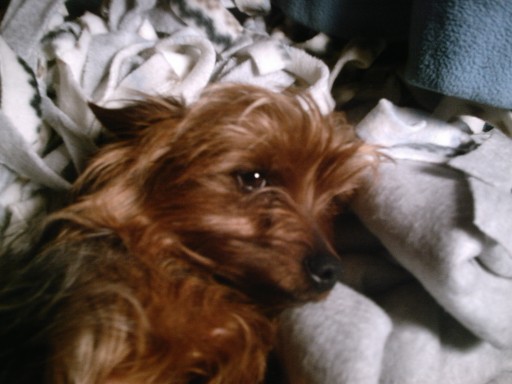 1328scrappy_napping_2005_512_x_384_