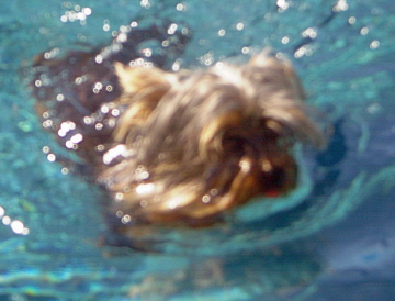 1333swimming