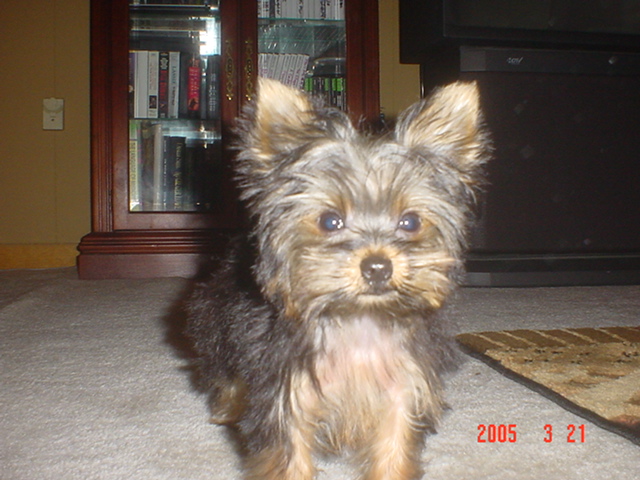 1377Riley_stand_up_pose
