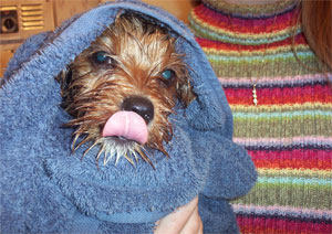 1492StickOutTongueBathtimeSully