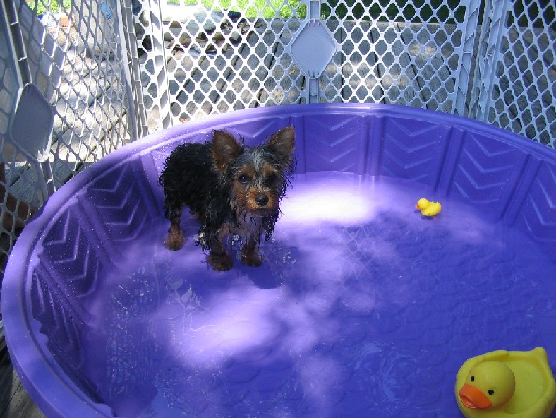 1553Bellainkiddiepool