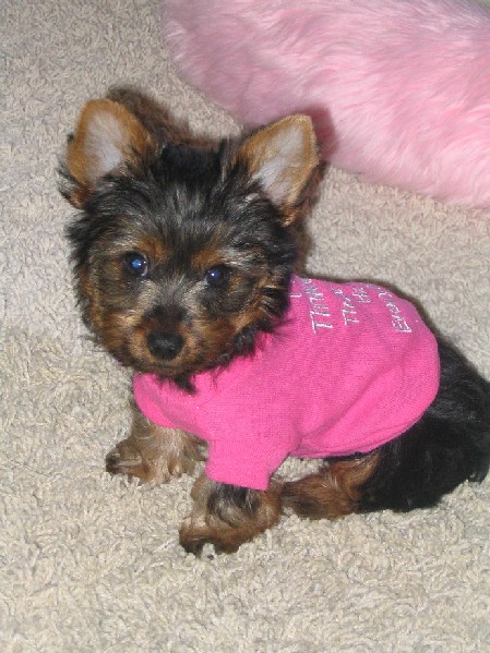 1553bella2005-04-12