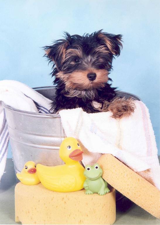 1560Dog_in_tub