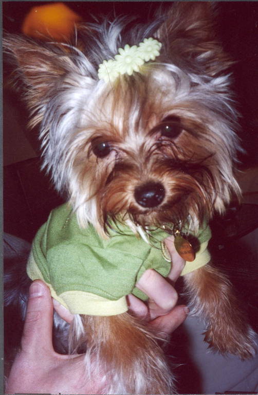 1636Sydney_cute_face
