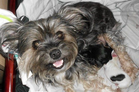 165174_174648225908854_100000910325427_366922_4666219_ngood_of_momma_dog3
