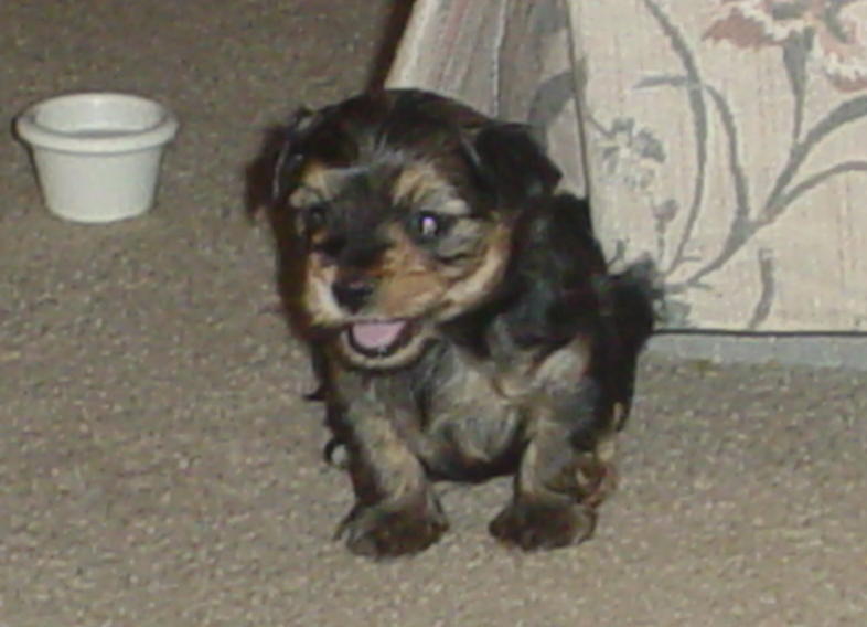 1664Toby