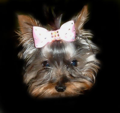 1730web-chloe-barretepink