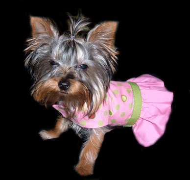 1730web-tank-chloe