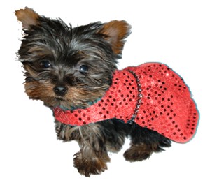 1730web_sparkle_red