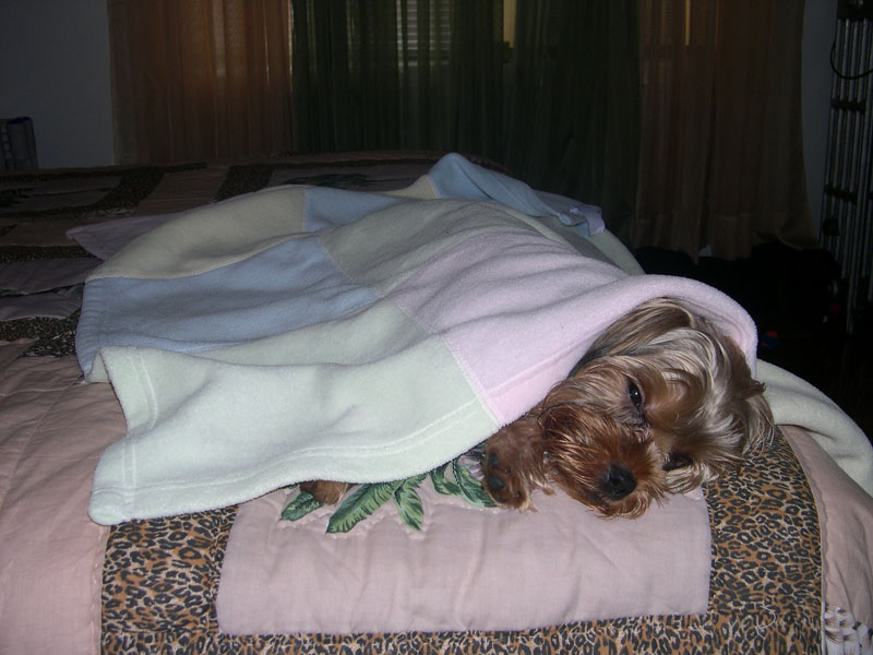 174Shhhh_Im_Sleeping