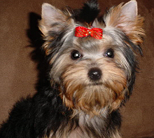 1837Yorkie_face