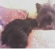 1917shampie_and_chip