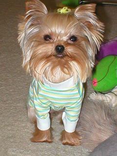 192Hip_Doggie_100x