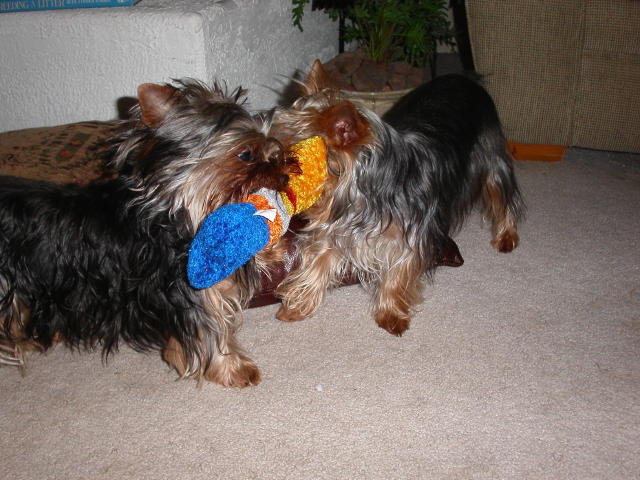 198Abby_and_Sydney_playing