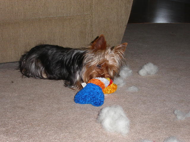 198Abby_won_ripped_up_toy