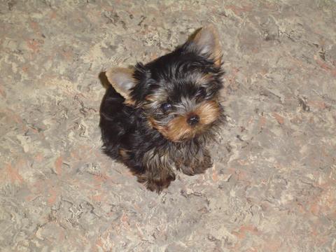 198Baby_Pepper