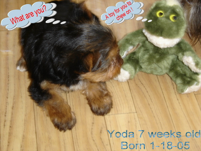 1edidted_7_wks_yoda_and_his_toy_frog