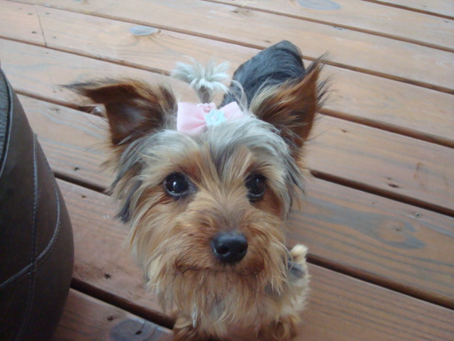 1st_Pictures_of_Fancy_Sept_16_2009_002