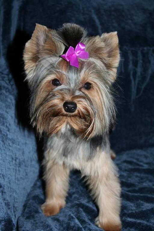 1st_big_girl_summer_hair_cut