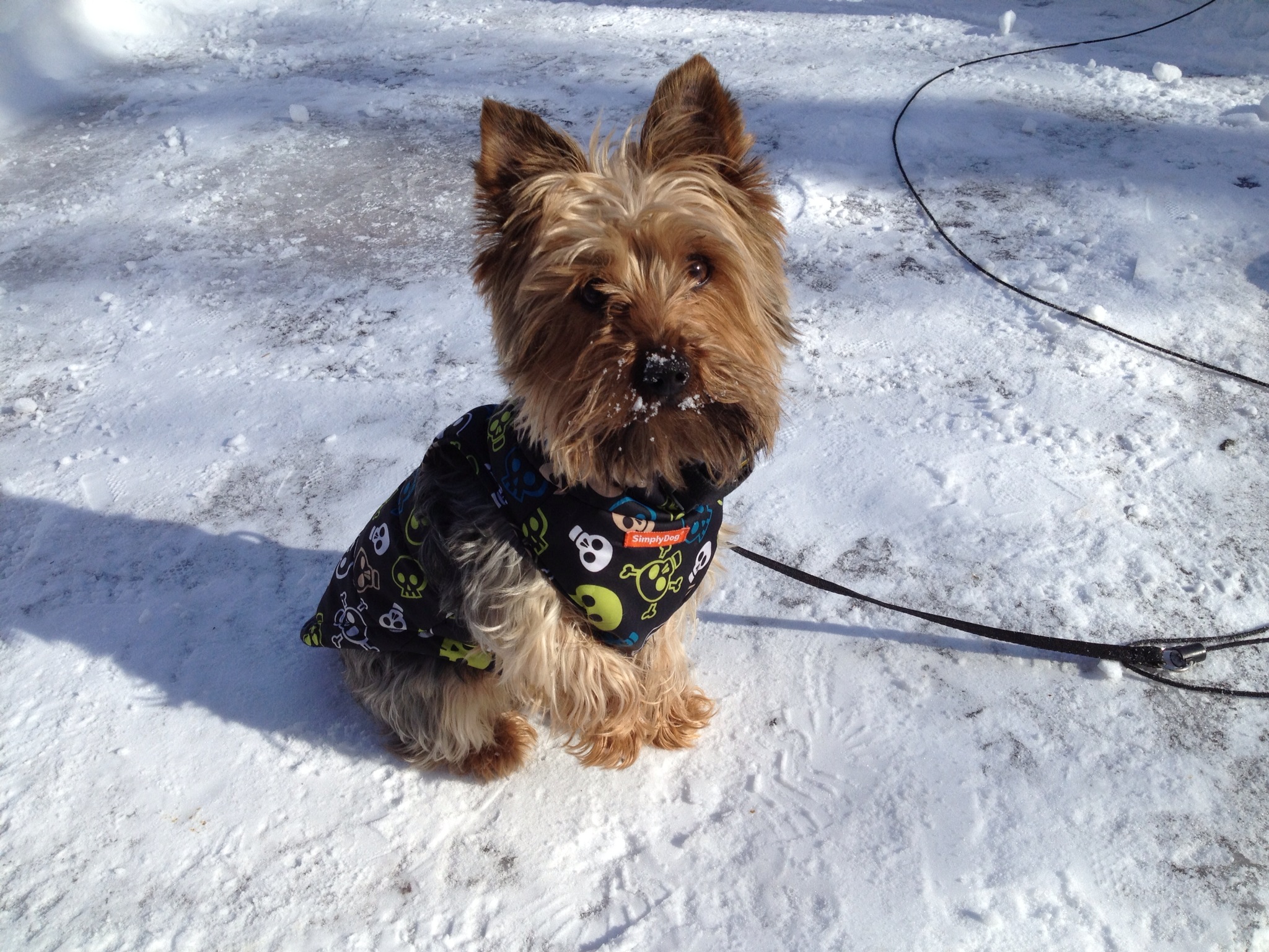 2-16-14_Charlie_out_in_the_snow
