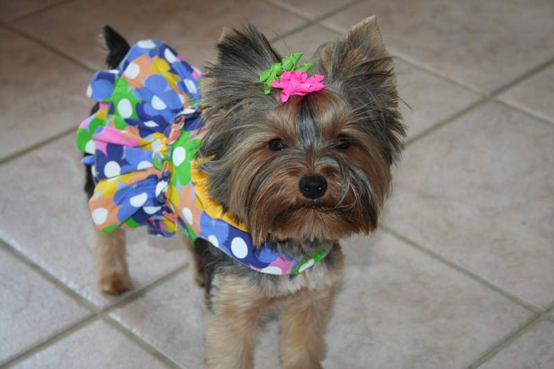 2006_puppy_reunion_003