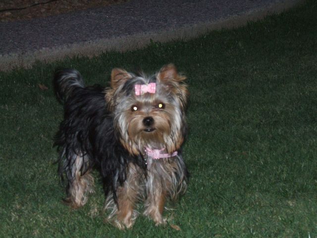 2007_04060017