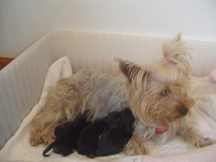 2189phoebeandbabies1
