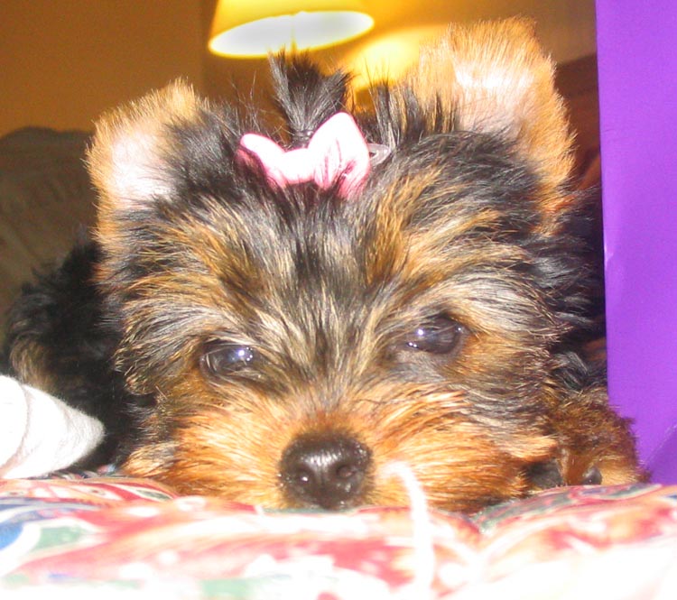 2210Olivia_bed