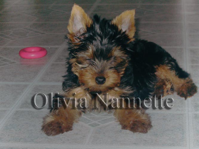 2210Olivia_no_eyes_copy