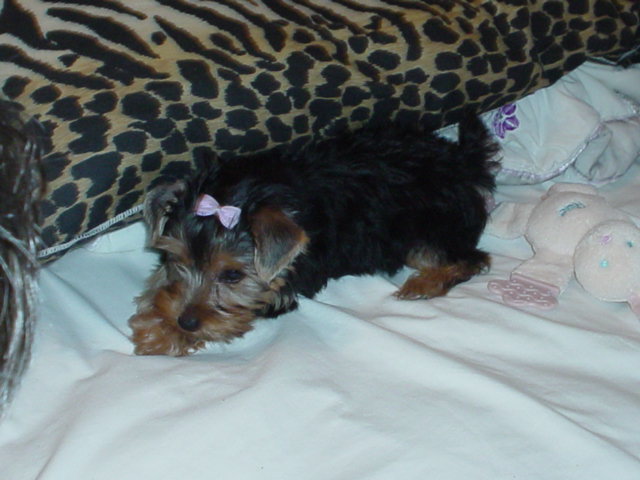 2341princess10wks_003