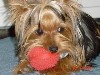 236favorite_ball_100_x_75_