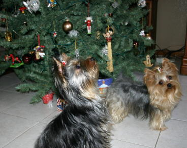 239buckahiachristmas01