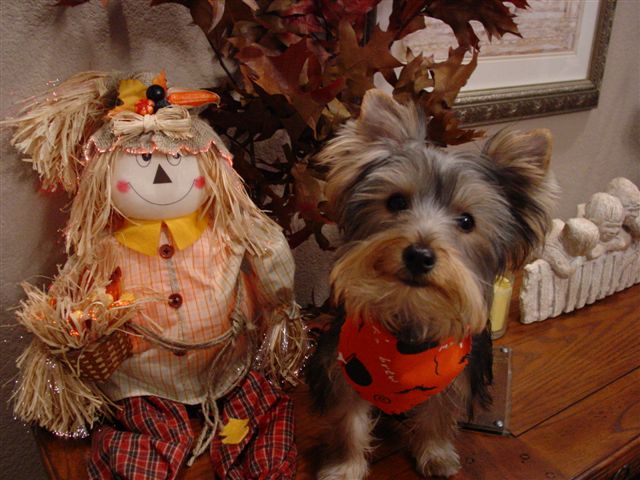 261schatzie_and_her_first_halloween_1_jp