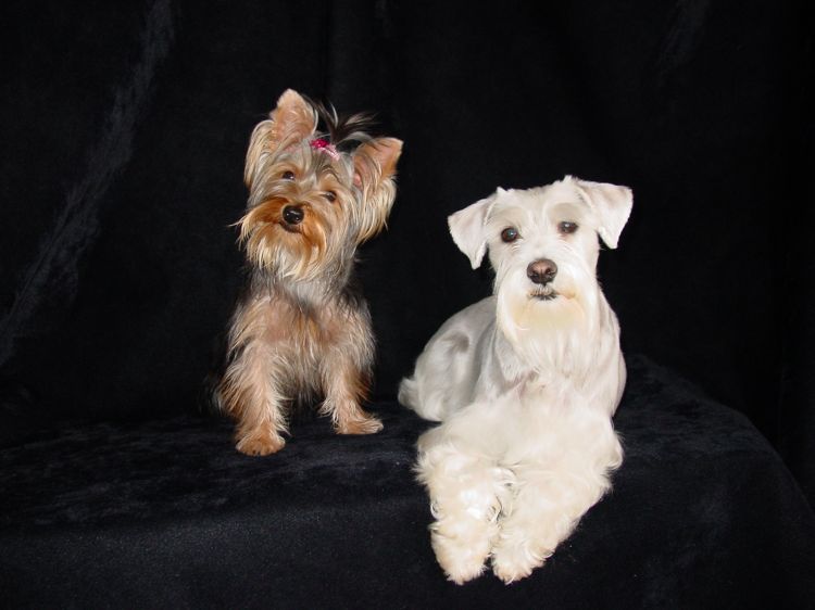 261schatzie_and_her_sister_Annabelle_2-9-05
