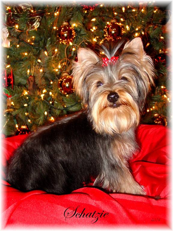 261schatzie_s_first_christmas_2004_jpg