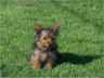 2631100_0052thumbchloesit