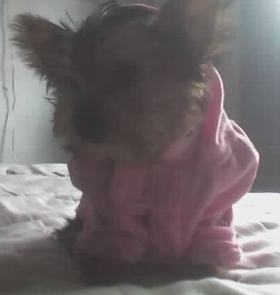 2772smaller_pixie